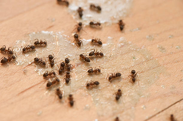 Best Wildlife Control Services  in Forest Acres, SC